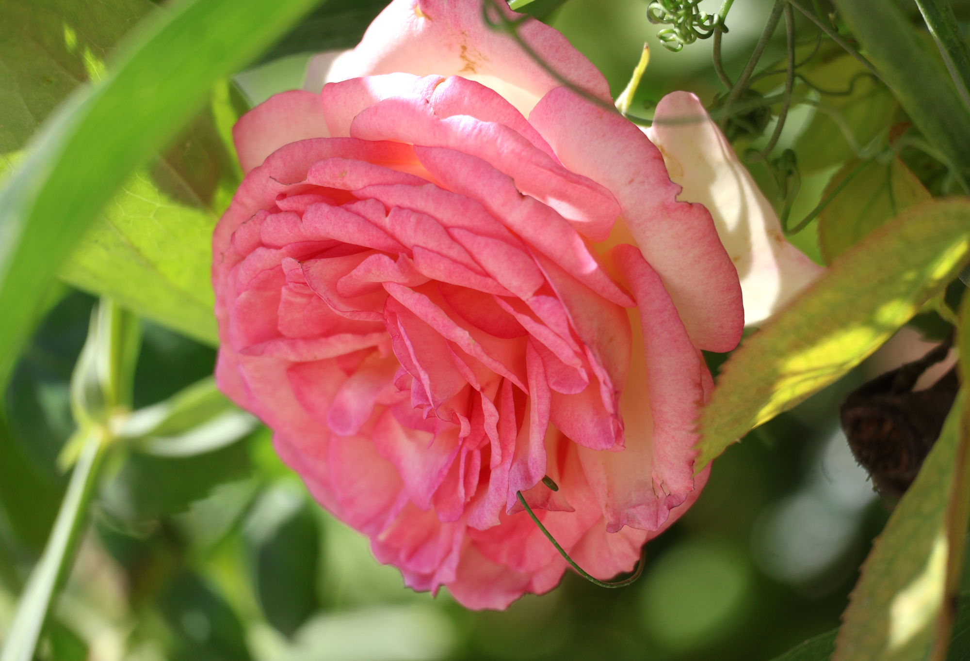 Pink rosy rose flower in sunlight